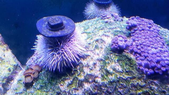 Erizos de mar con sombreros