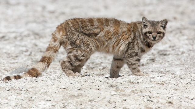 Gato andino