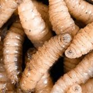 ¿Qué es el gusano barrenador? El parasito del que se agarró Estados Unidos para frenar importaciones de ganado de México