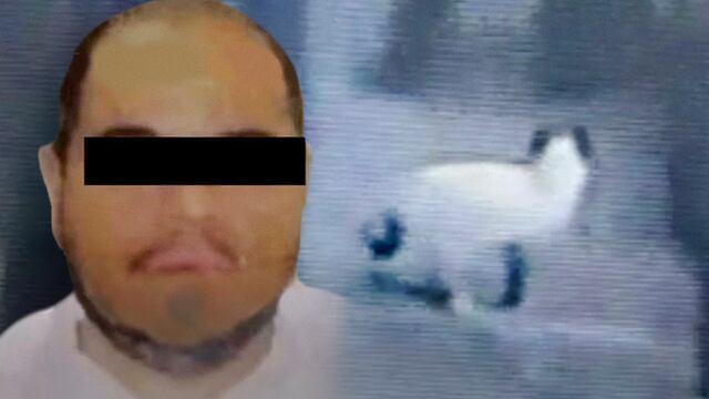 Otro caso de maltrato animal: Un gato es asesinado de un balazo