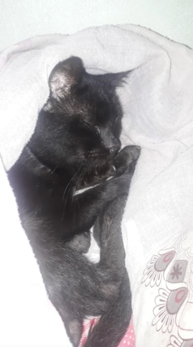 El gato 'Raven'