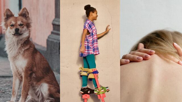 Este 27 de julio se conmemora el Día del perro callejero, el Día de andar con zancos y el Día de cáncer de cabeza y cuello