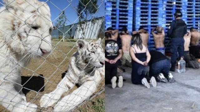 Los animales exóticos que encontraron en posesión de Francisco Torres Palacios