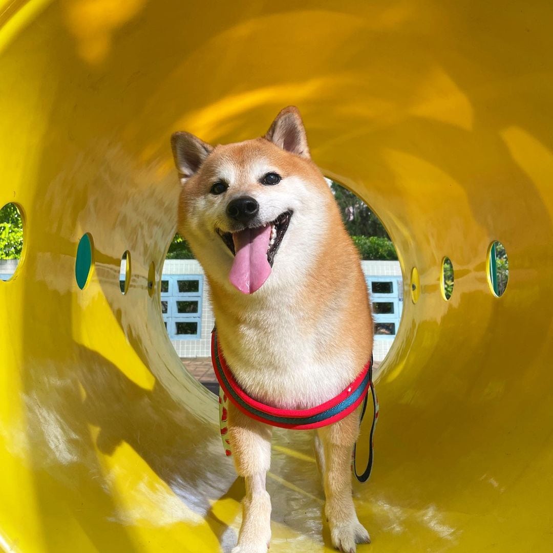 Perrito Cheems