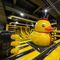 Inflalandia Quack en Encuentro Oceanía: Inauguración, precio y sorpresas del mega parque inflable