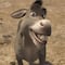 El burro de Shrek tendrá su propia película spin-off; ¿Eugenio Derbez estará en doblaje latino?