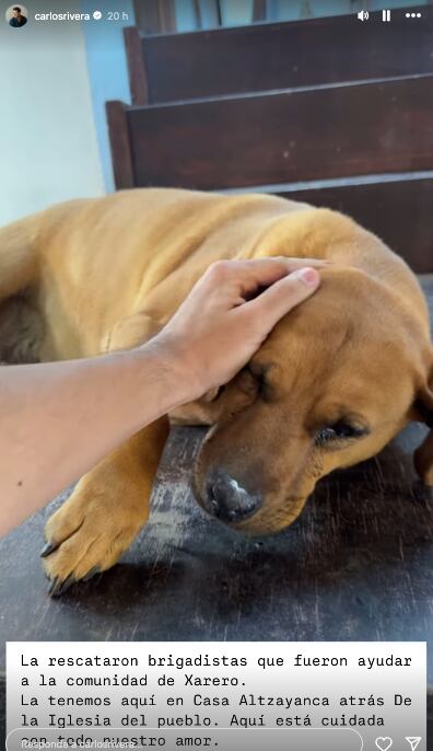 Carlos Rivera pide ayuda para encontrar a los dueños de cachorra