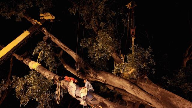 Caída de árboles por fuertes vientos. Muerte.