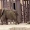Piden a Claudia Sheinbaum liberar a Ely, elefanta en cautiverio en el Zoológico de Aragón