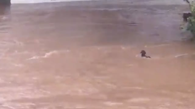 Perrito es arrastrado por la corriente, efecto del huracán Nora