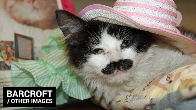 Sally Ann, el gato con bigote.