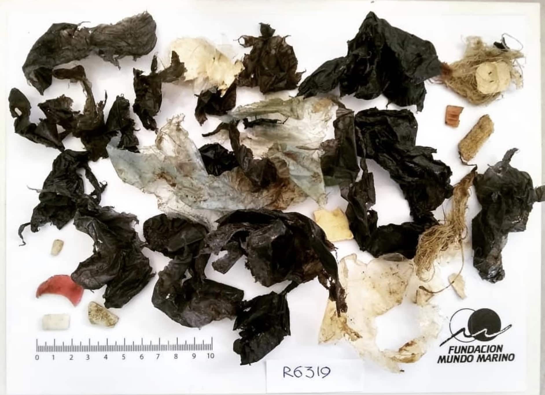 Se hallaron 13 gramos de basura en su interior