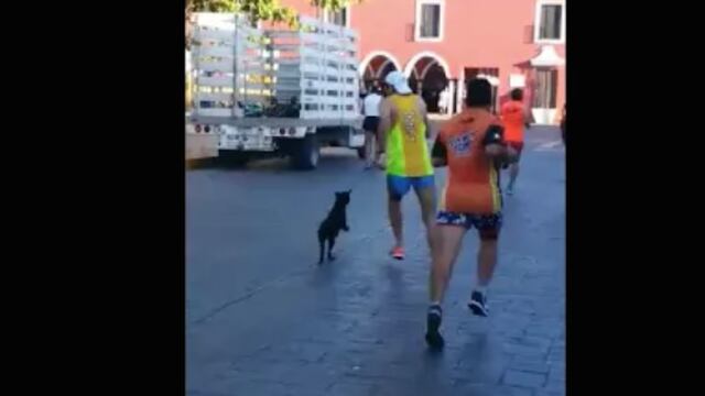 Manuel Alcocer, el hombre que pateó al can.