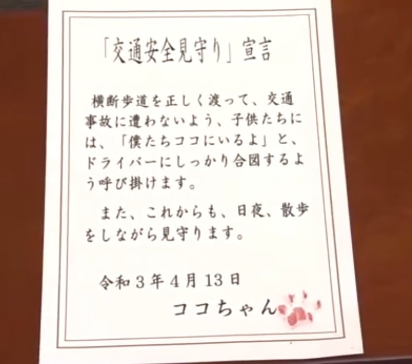 Certificado entregado el gato 'Koko'