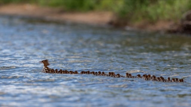 Patitos y su mamá