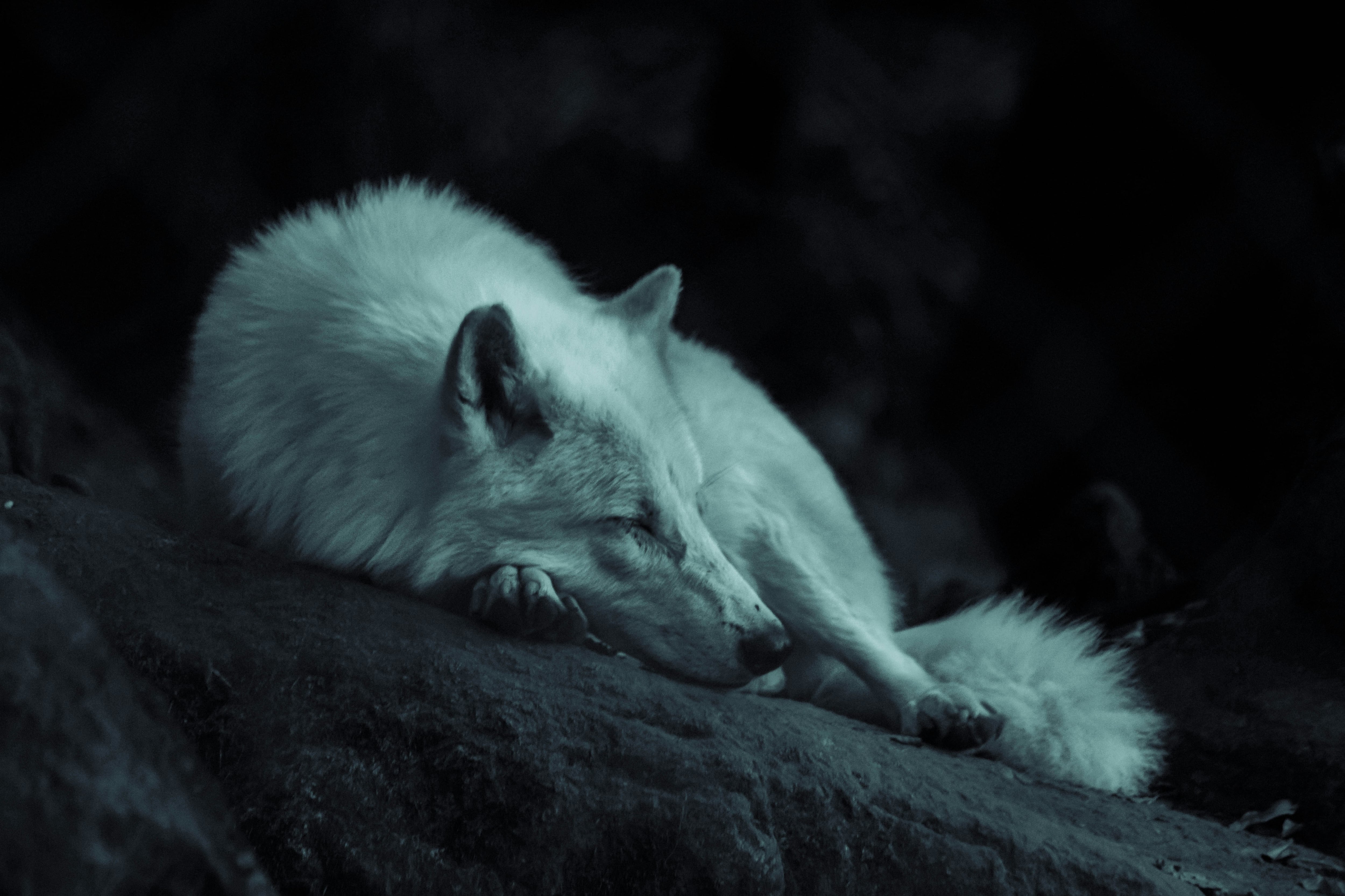La luna llena del lobo de enero 2025, tiene un significado espiritual