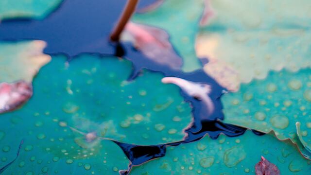 Este 29 de febrero 2024, en año bisiesto llega la tetraetía personal