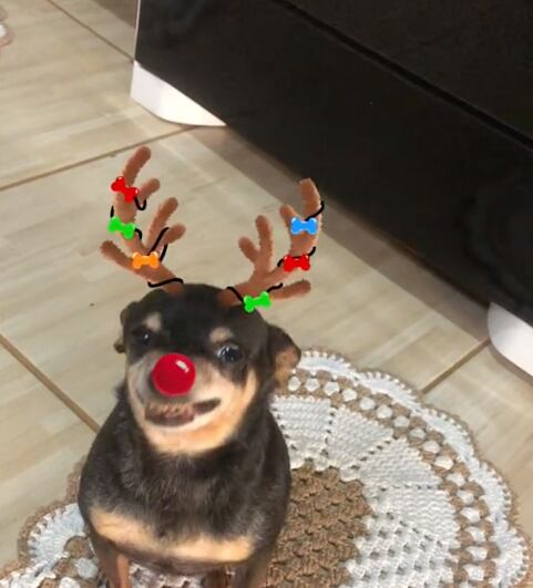 filtro que convierte a tu mascota en un reno en TikTok