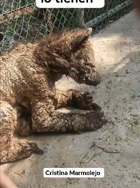 Denuncian a osa enferma en el Zoológico La Pastora de Nuevo León.