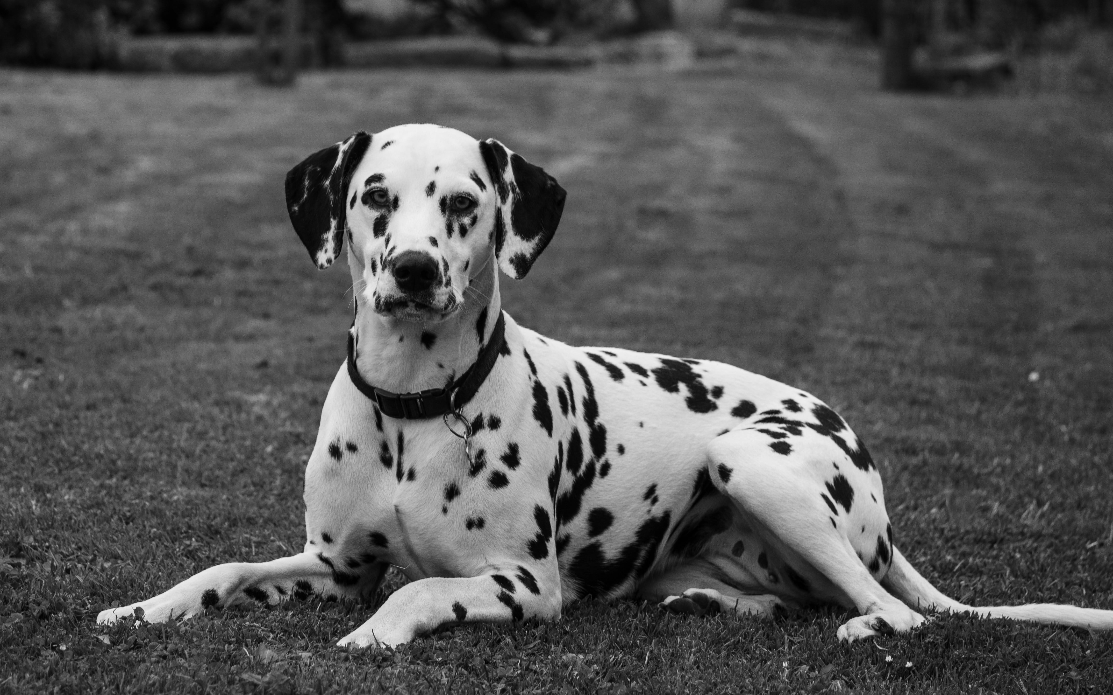 Estas son las características de los perros dálmata, raza de Marshall en Paw Patrol