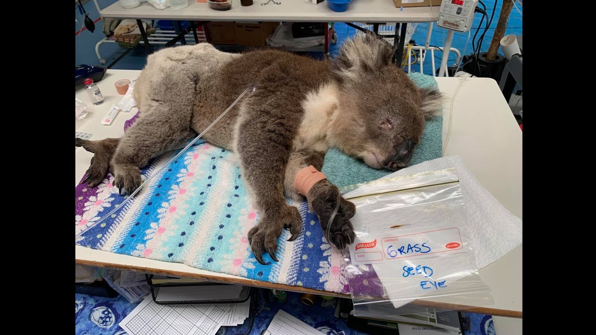 Australia: Convierten escuela en hospital para koalas quemados