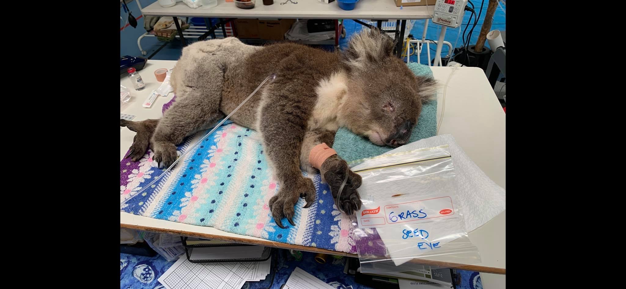 Adelaide Koala Rescue