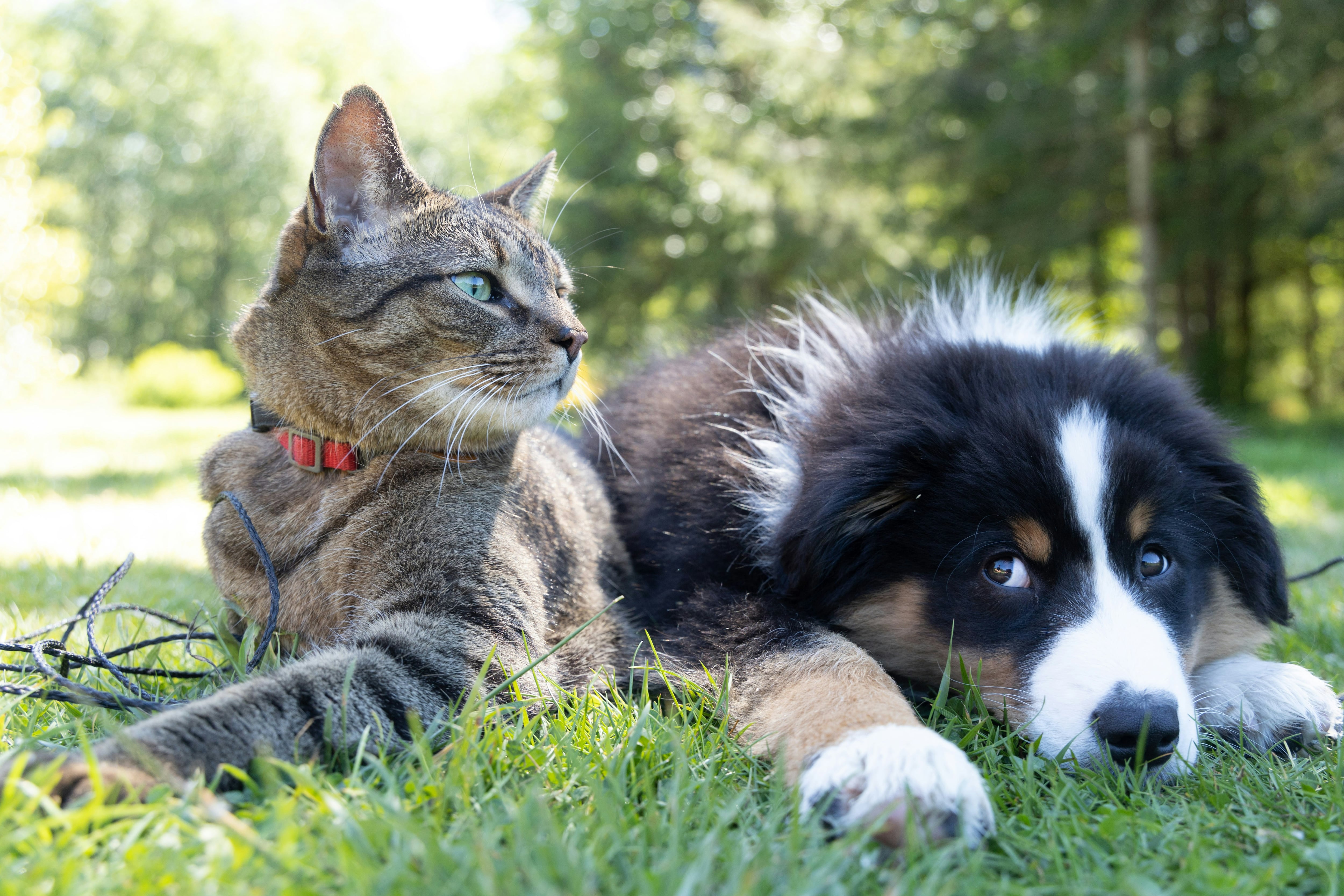 Tips para eliminar pelos de mascota de la ropa y muebles