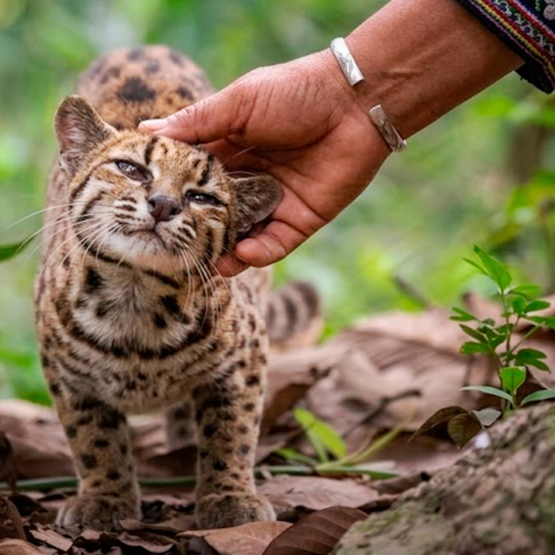 Una familia crió al Tilcayo como gato doméstico sin saber que era una nueva especie