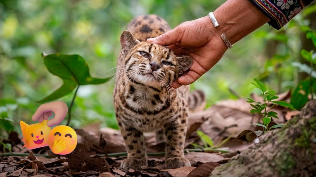Una familia crió al Tilcayo como gato doméstico sin saber que era una nueva especie