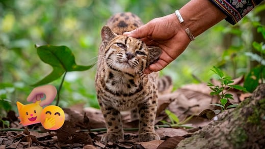 Una familia crió al Tilcayo como gato doméstico sin saber que era una nueva especie