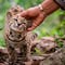 Una familia crió al Tilcayo como gato doméstico sin saber que era una nueva especie