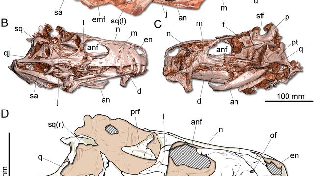 Fueron descubiertos los restos fosilizados del primer carnívoro