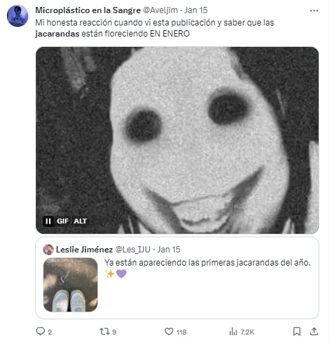 Memes de jacarandas floreciendo en enero