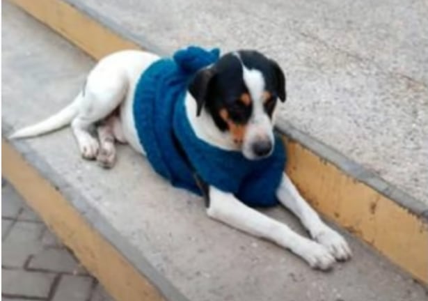 'Manchas', perrito calljero