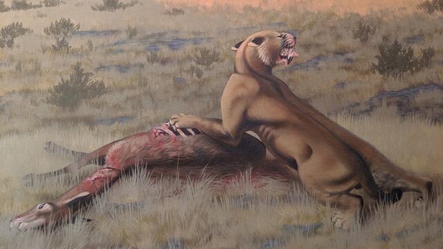 ‘Machairodus lahayishup’