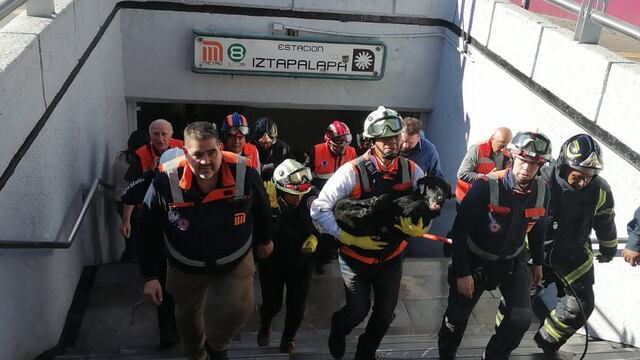 Metro CDMX: Rescatan a perrito en Línea 8