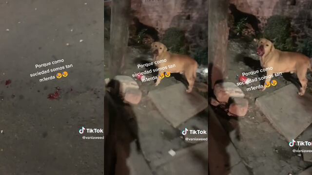 Con cohetes lastiman a perro en alcaldía Tlalpan