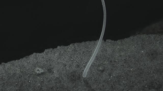 Thiomargarita magnifica, bacteria gigante. EFE/Jean-Marie Volland/Lawrence Berkeley National Laboratory, Laboratory for Research in Complex Systems.