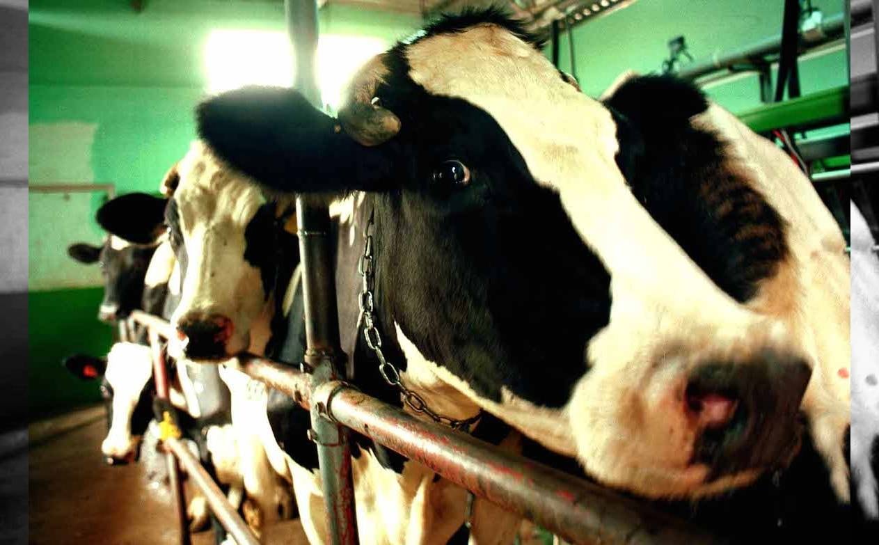 Sigue desarrollándose la gripe aviar al 9 de mayo 2024