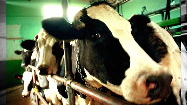 Las autoridades encontraron reses que había sido sacrificadas horas antes, mismas que fueron escondidas entre el alimento para animales.