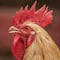 Gallo mata a picotazos a anciana que lo alimentaba