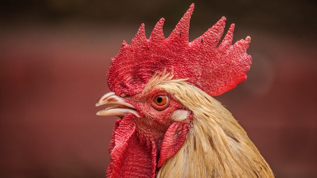 gallo