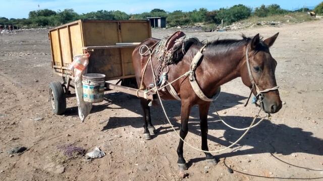 Maltrato animal en Chalco, Estado de México