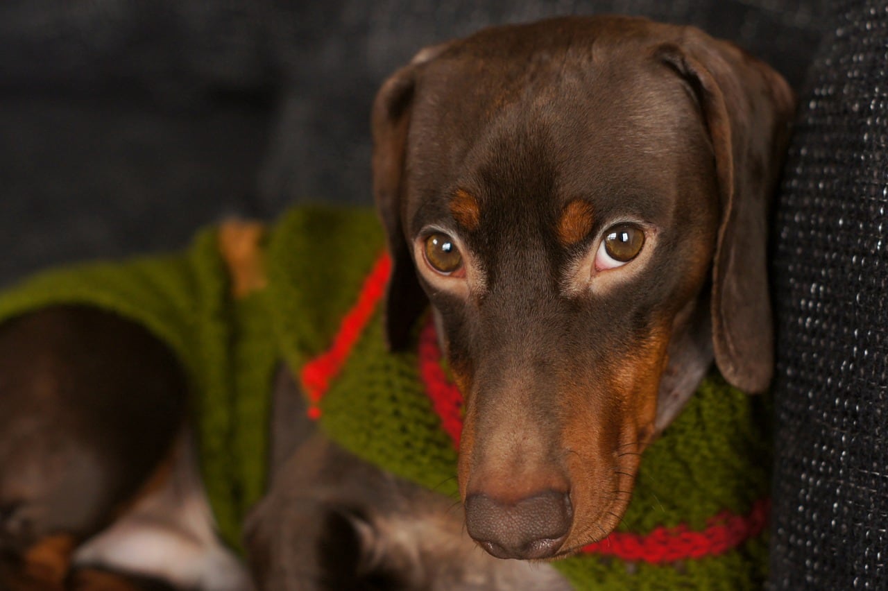 Teckel, raza de perro que sueltan menos pelo