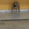 VIDEO: Comparte en TikTok perturbador momento cuando su perro le sonríe