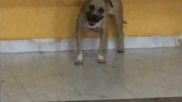 perro sonriendo
