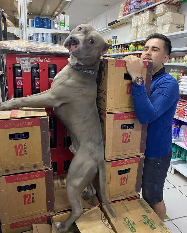'Anubis', el perrito de la tienda