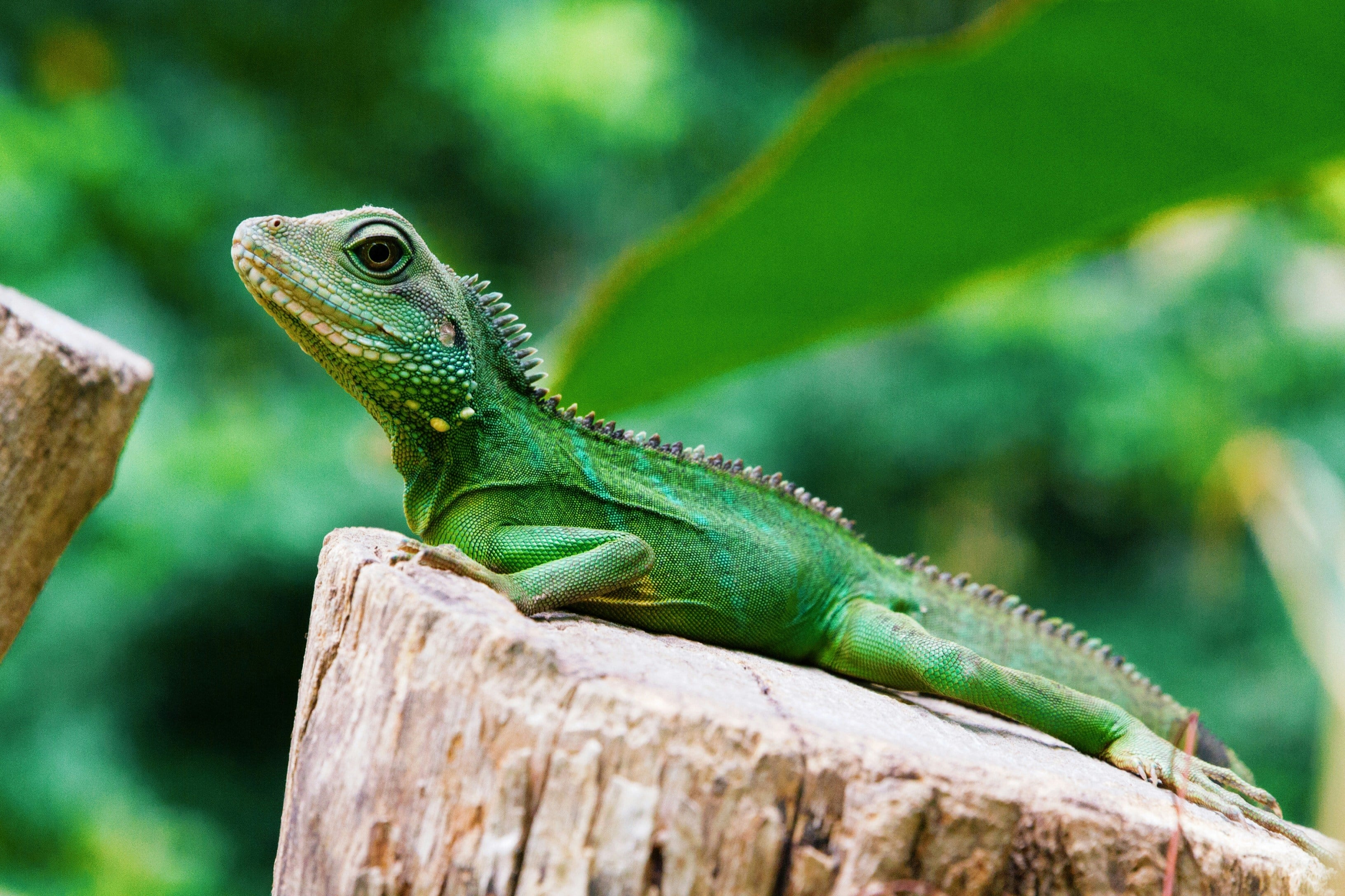 Día Mundial del Lagarto
