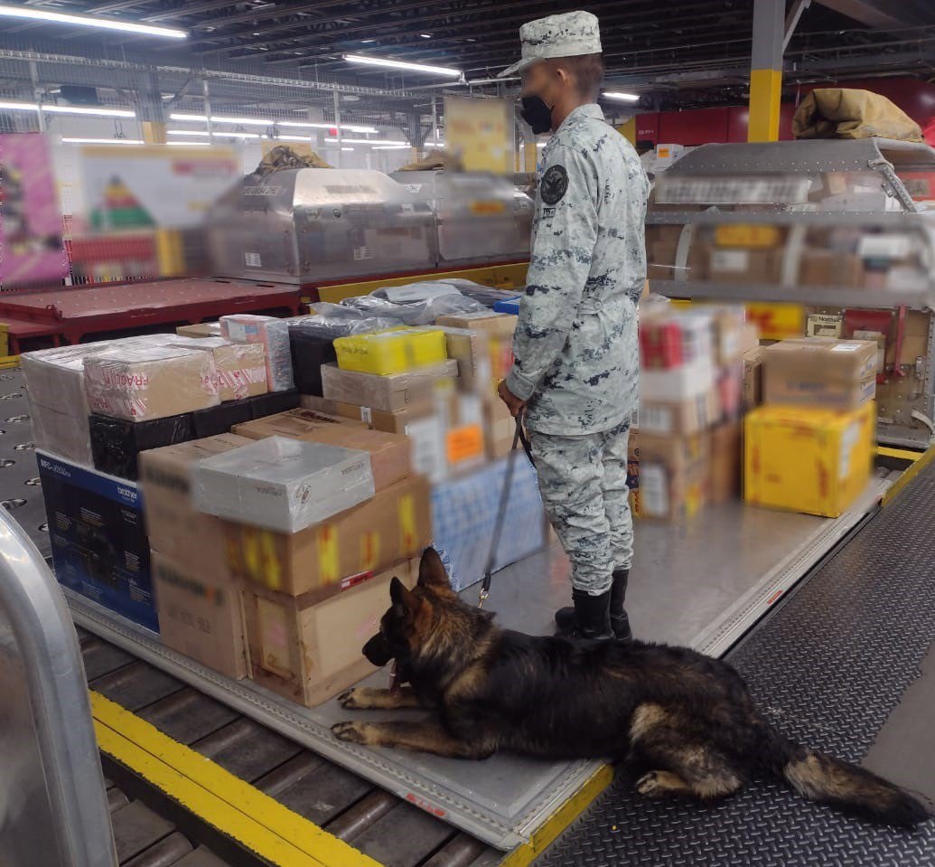 Binomios caninos de la Guardia Nacional encuentran droga dentro de una figura de cerdito