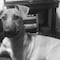 El perro Kokoro bebía agua pero un sujeto le disparó y lo mató en Ecatepec, Estado de México